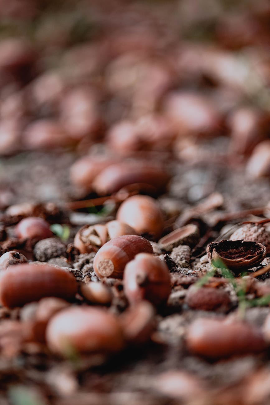 an acorn on ground photo